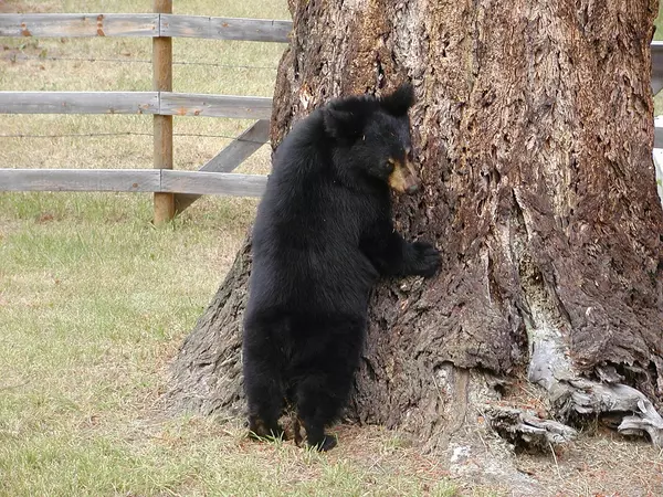 Encountering the Majesty: Black Bears in the Smoky Mountains,Ken Herod