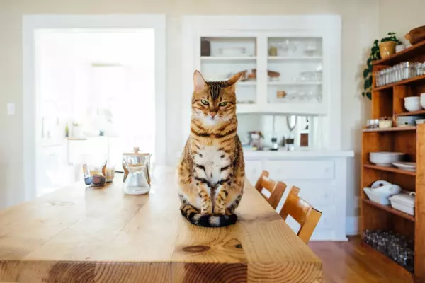 How Finding Your Cat is Like Finding A Buyer