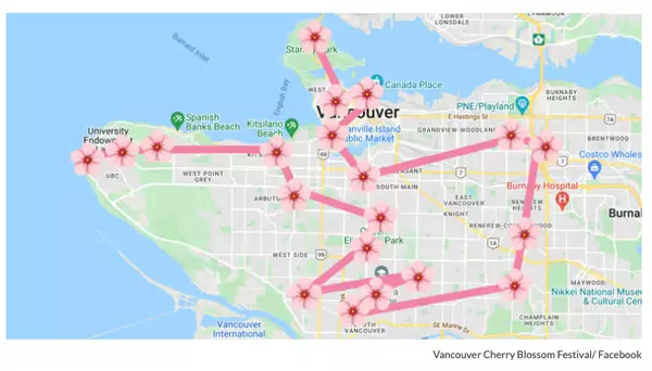 Here's Your Guide to Find the Best Cherry Blossoms in Vancouver ,Sasha Hahn