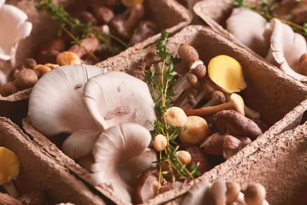 Exploring Mushroom Trends: Designer Kits and Health Benefits on the Rise,Scott Cooper