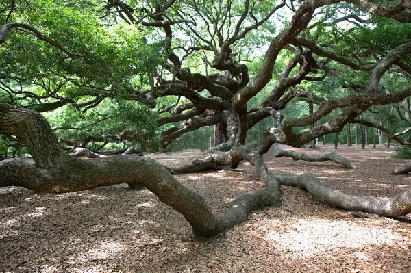 The Angel Oak Tree: A Majestic Testament to Nature's Splendor in Charleston, SC,Tara Bittl