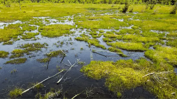 Vancouver and the Peat Bogs: Properties on Vancouver’s Peat Bog,Kyle Mark PREC*