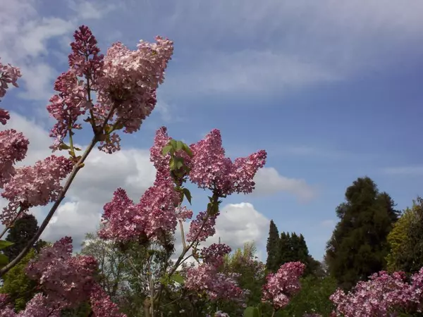Lilacs Days 2024,Ken And Susan Rosengren