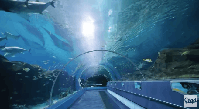 Georgia Aquarium