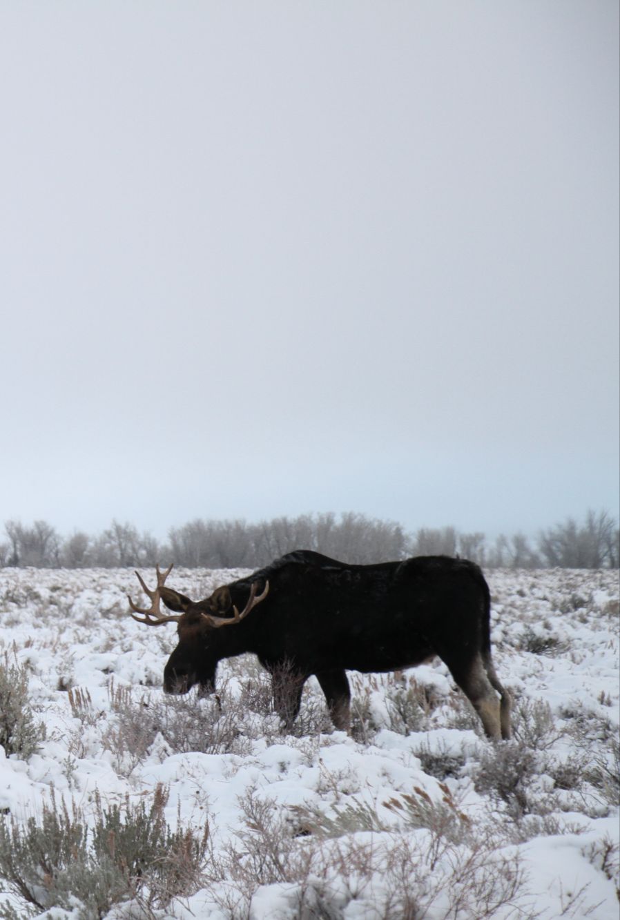 Daniel Wyoming Real Estate Heather Perry