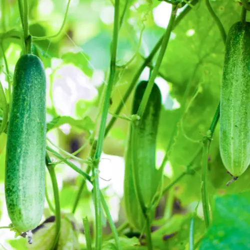 How to grow cucumbers in pots,Tara Beth Platanitis