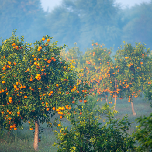 When to fertilize citrus trees