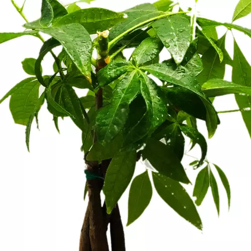 How to repot a money tree