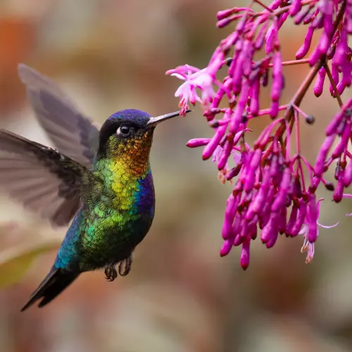 Attract hummingbirds – 5 fabulous flowers to grow