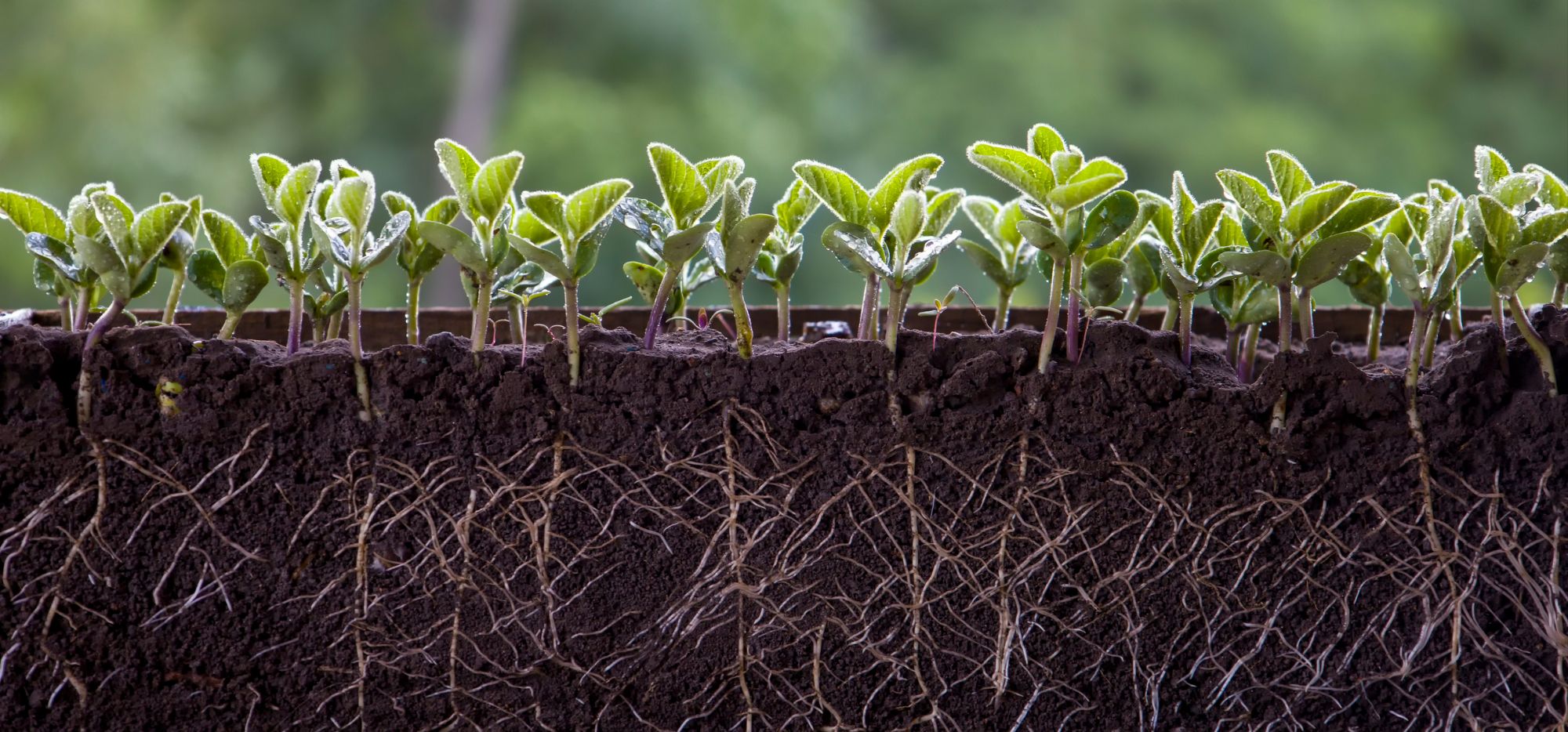 Celebrate Earth Day | 2024