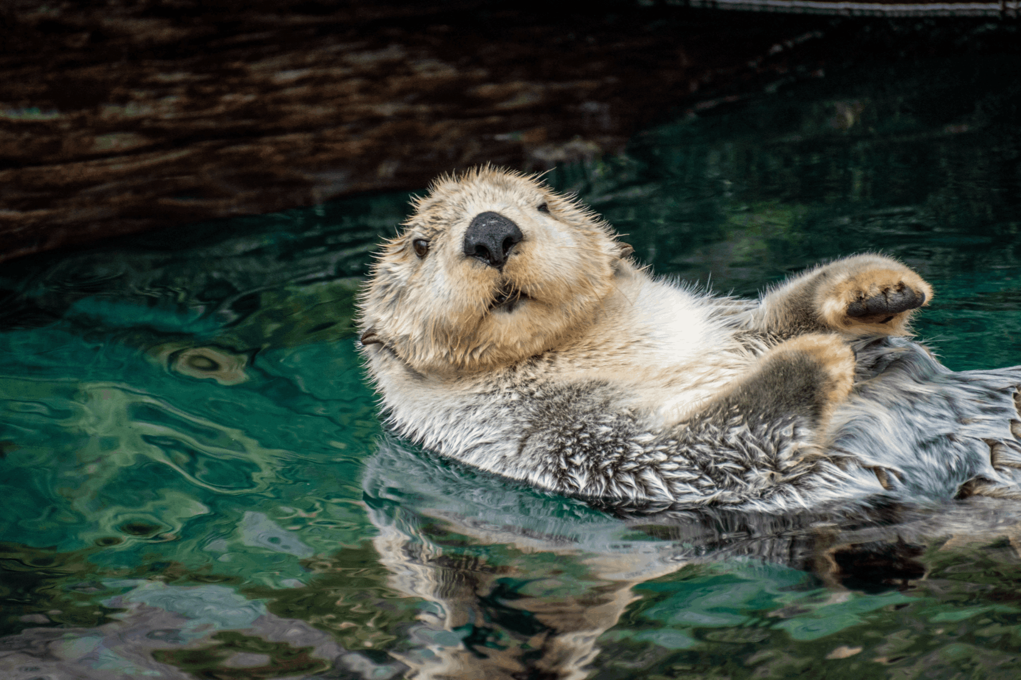 Tautphaus Park Zoo