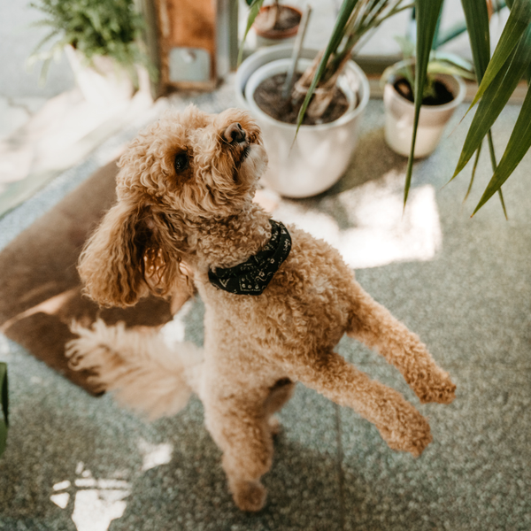 9 Top Tips for Designing a Pet-Friendly Home,Luxe Omni