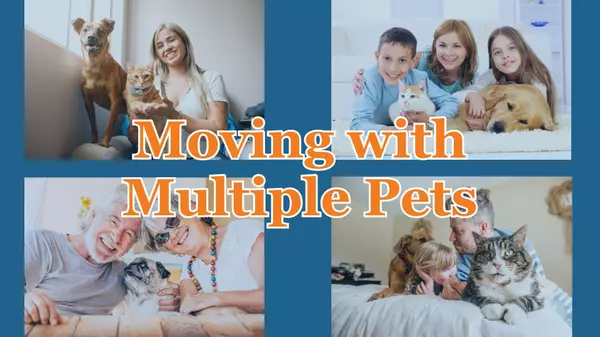 Moving with Multiple Pets: Managing the Chaos,Joe Bryan