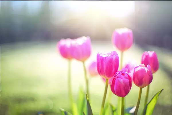 The Bloom Factor: How Springtime Boosts Property Appeal