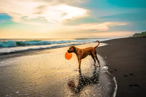 A Complete Guide to Bringing Your Pets to Paradise: Navigating Hawaii’s Pet Import Regulations