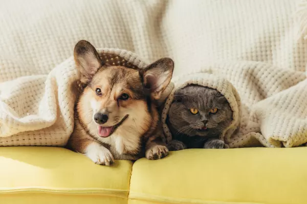 Furry Friends, New digs: A Guide to Moving With Pets