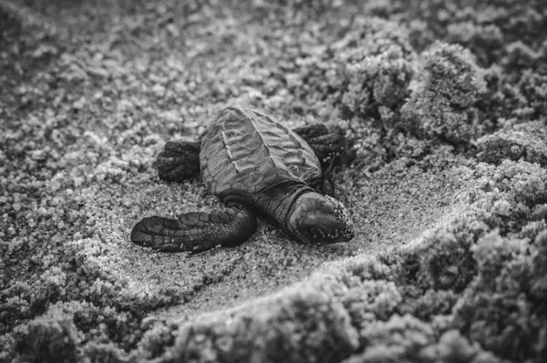 Official Guide to Sea Turtle Nesting Season in St. Augustine, FL,Kevin Howard