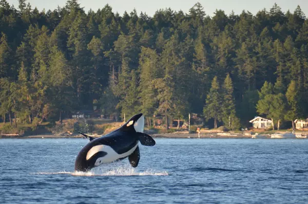 Vancouver Island Wildlife Guide: Explore Orca Whales, Bald Eagles, and More!,Maegan Morton