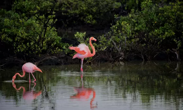 Exploring the Everglades: Wildlife and Adventures,VIPREALTY.com, LLC