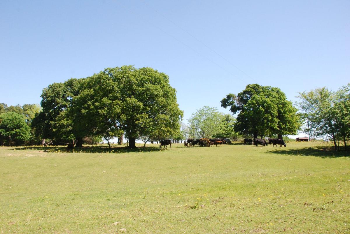 Lindale TX Land for Sale Ranch Develop or Homestead
