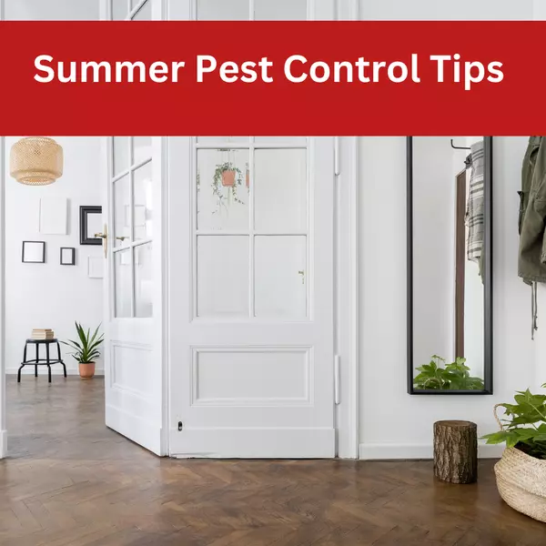 Keeping Your Home Pest-Free in Summer