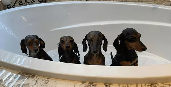 Selling Your Pet's Home