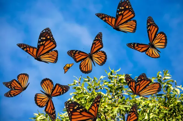 How to Attract Butterflies in Your Yard,David Nelson
