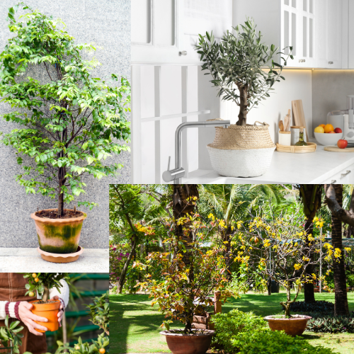 Best low maintenance trees for pots