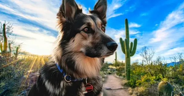 Exploring Arizona's Dog-Friendly Paradise! ,Paul Nicoletti