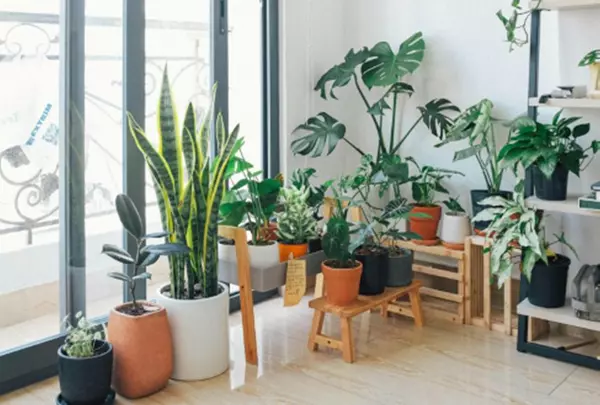 Interior Plants to Enhance Your Home,Sherell Wolford