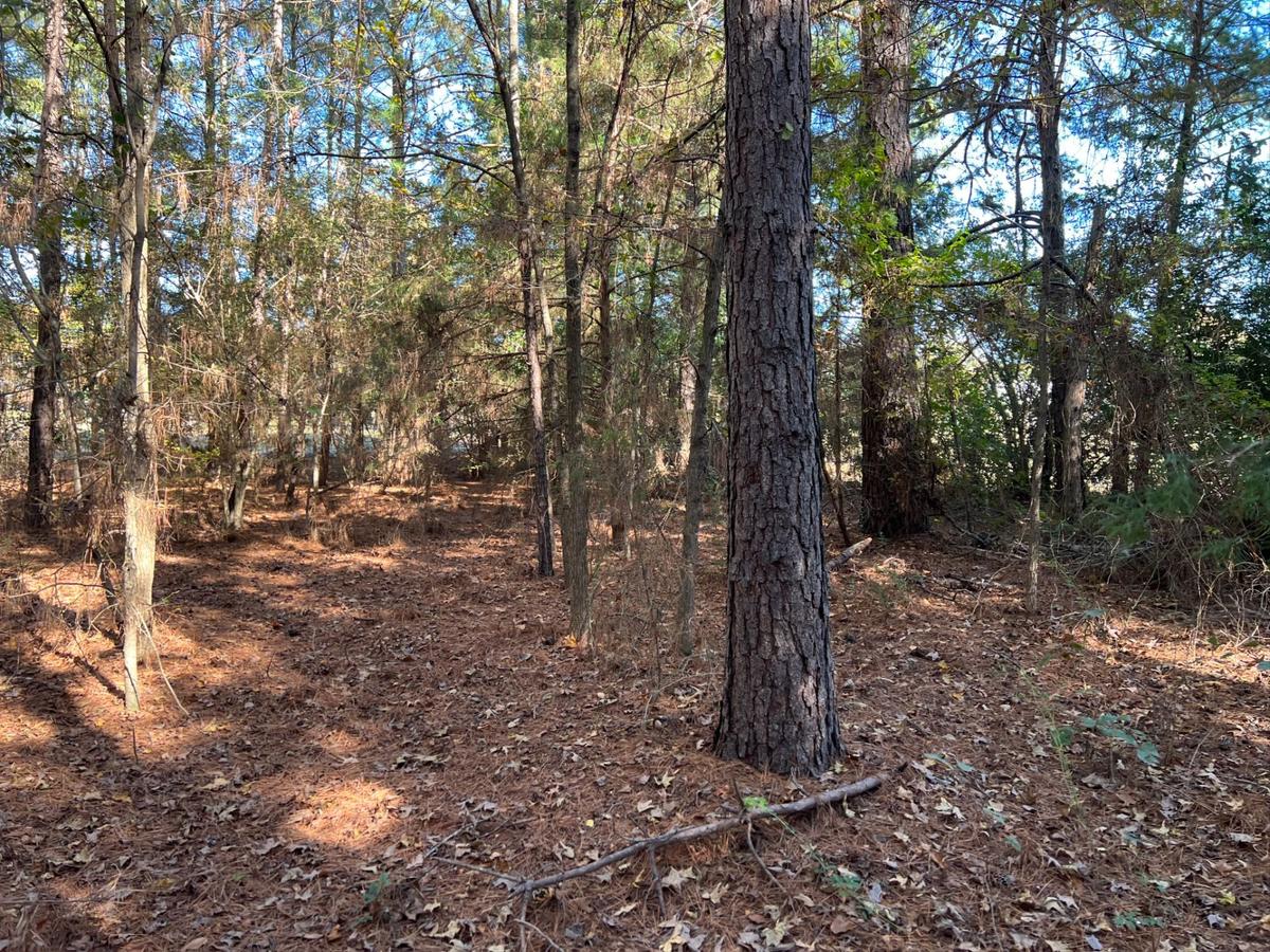 Daingerfield TX Vacant Land for Sale Morris County with Hardwood an...