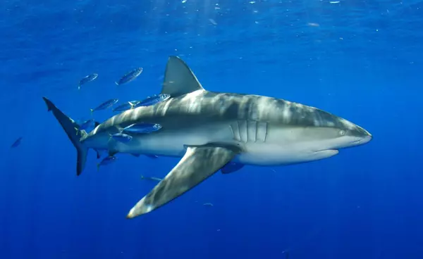 feature image of Shark Safety: Enjoying Florida&#39;s Waters Responsibly