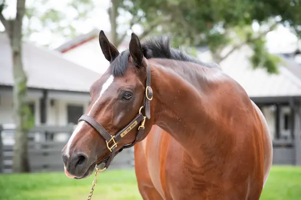 Caloosa