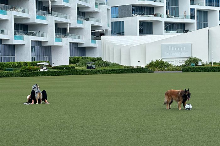 Fur-babies running with me or over me. Albany, New Providence, Bahamas.