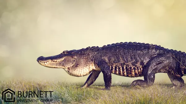 Where To See An Alligator In Myrtle Beach SC,Andrew Burnett