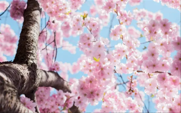 HOW TO SPRUCE UP YOUR HOME FOR SPRING,Parisa Samimi
