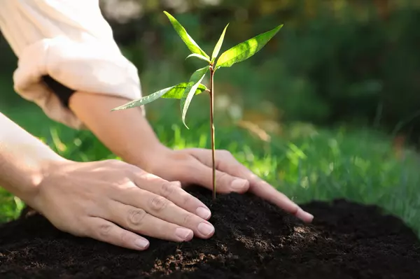 Green Up to Price Up: Tree Planting in Northeast Houston,Judy Hayes