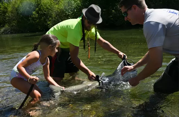 Restoring Salmon – A Historical and Environmental Journey,Haydn Halsted