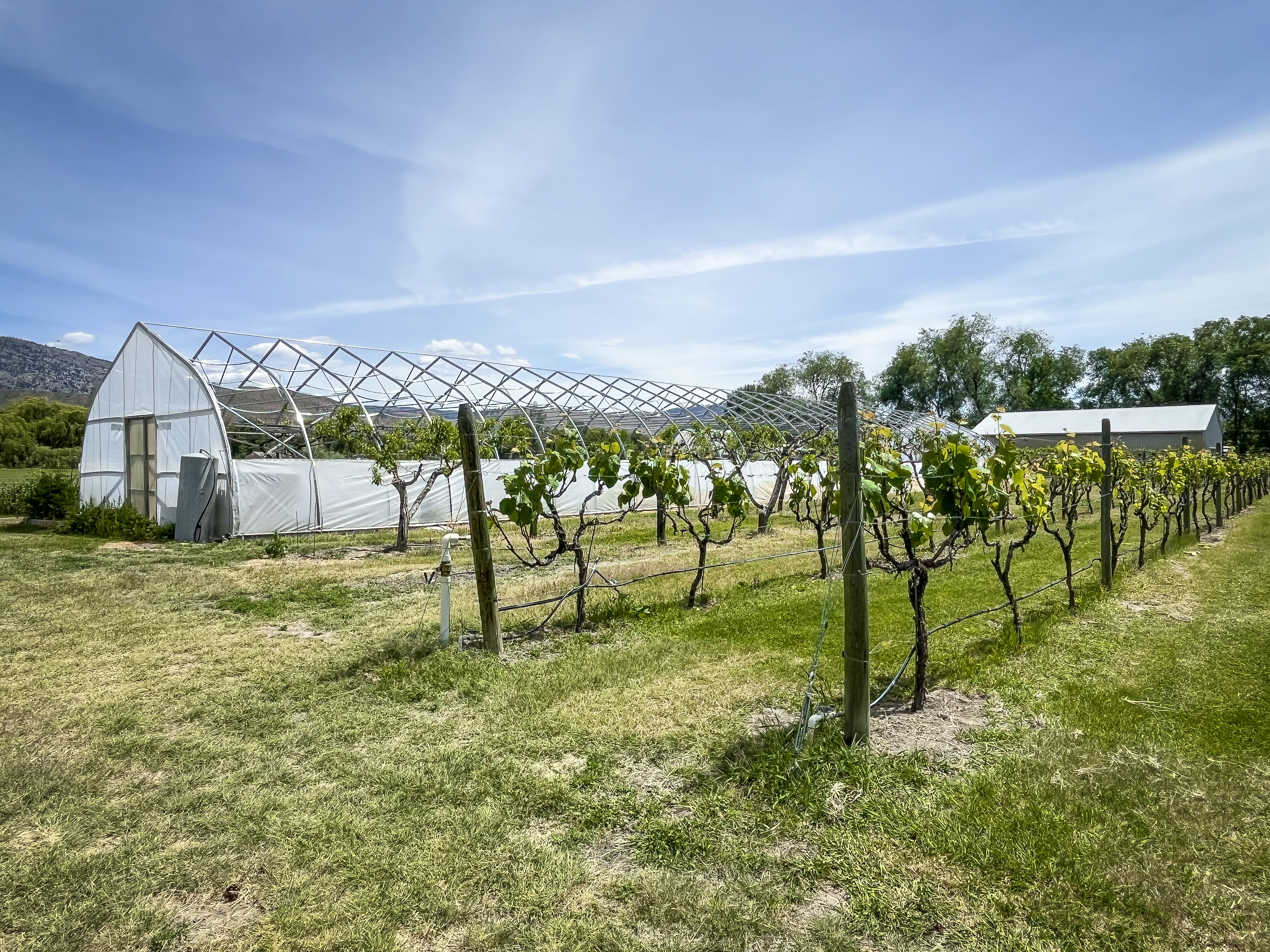 picture of the green house and shop at 7231 Island Rd, Oliver, BC