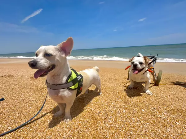 Explore Fort Myers with Your Pooch: Dog-Friendly Adventures Await!