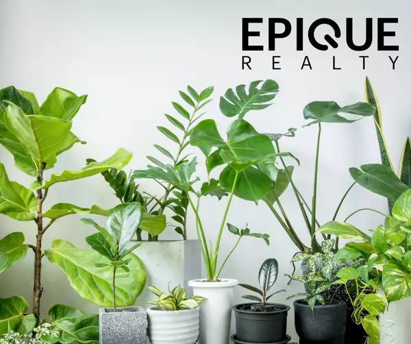 feature image of How are houseplants affecting your home?