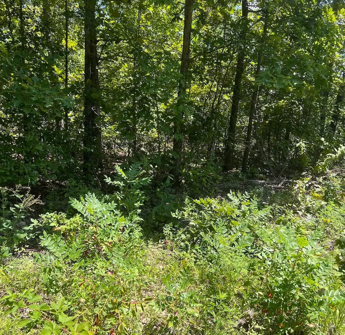 Land for Sale in Mammoth Spring2