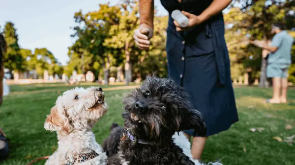 feature image of Pawsitively Perfect Dog Parks in the Omaha Metro