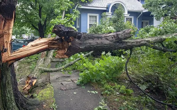 feature image of Damage From Your Neighbor&#39;s Tree