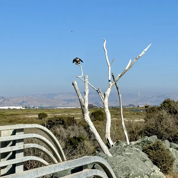 Hayward Shoreline - shifting landscapes with the tide....,Basak Cakici