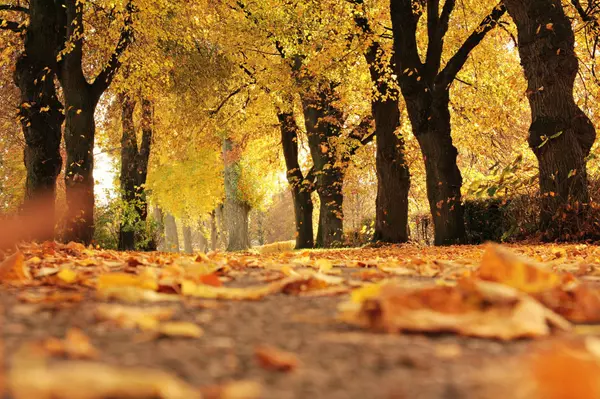feature image of Get Your Home Fall-Ready: Tips for a Cozy and Safe Winter Season