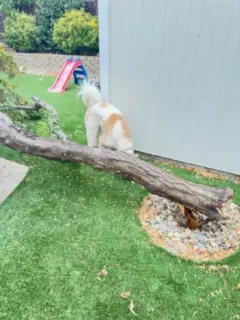 feature image of The Sky is Falling! Oh No, It's Just a Tree! 