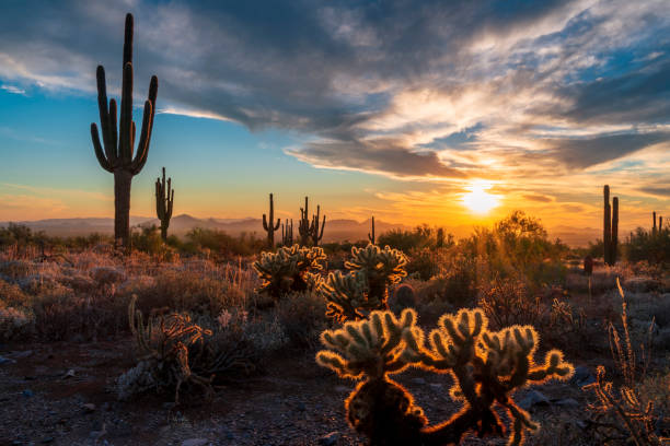 Arizona Desert Photo Cholla cacti holding light during majestic sunset with saguaro cactus silhouettes and camelback mountain in distance shot from McDowell sonoran conservancy in Scottsdale, AZ istockphoto-1352918375-612x612