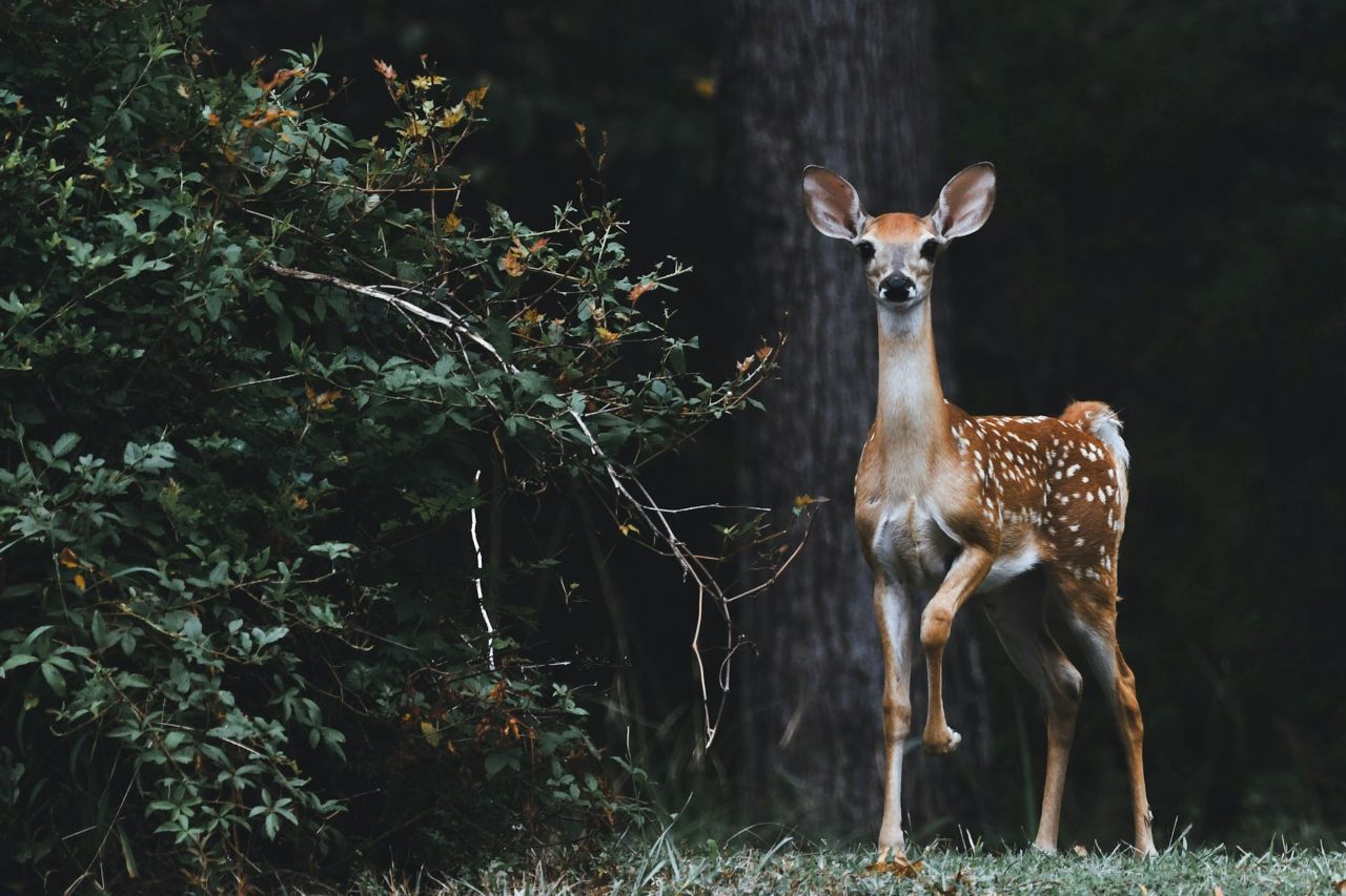 Brown deer beside plants