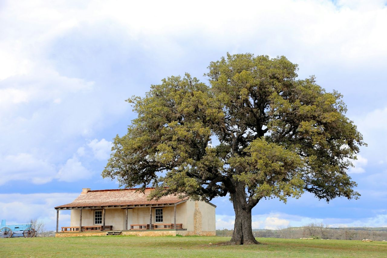 Tree near a house during the daytime
